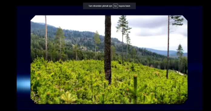 Orman Mühendisliği