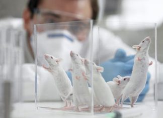 Umudun Önemini Kanıtlayan Fare Deneyi