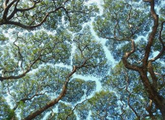 Taç Utangaçlığı